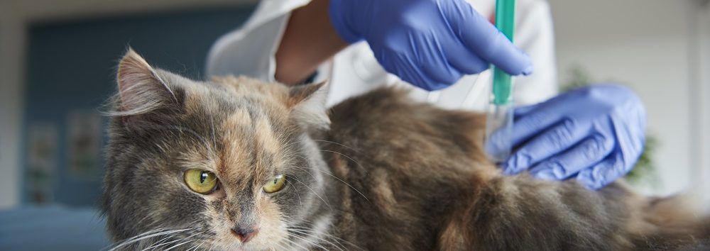 Cat is being given an injection