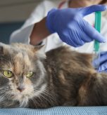 Cat is being given an injection