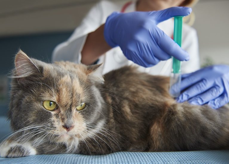 Cat is being given an injection
